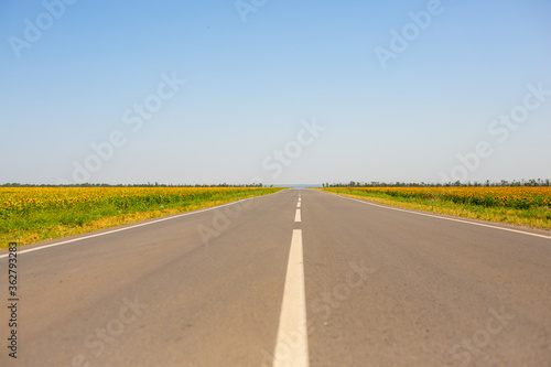 An asphalt road with a white dividing line that stretches away into the distance among fields of sunflowers