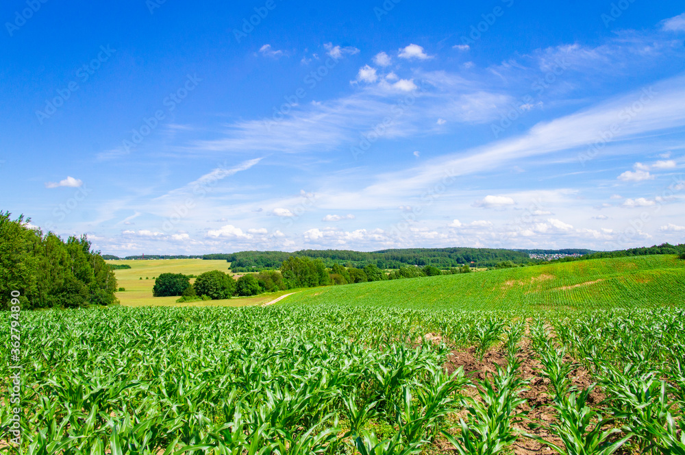 Corn green flowering field with foliage in a rural landscape