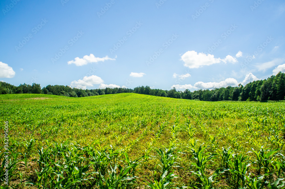 Corn green flowering field with foliage in a rural landscape