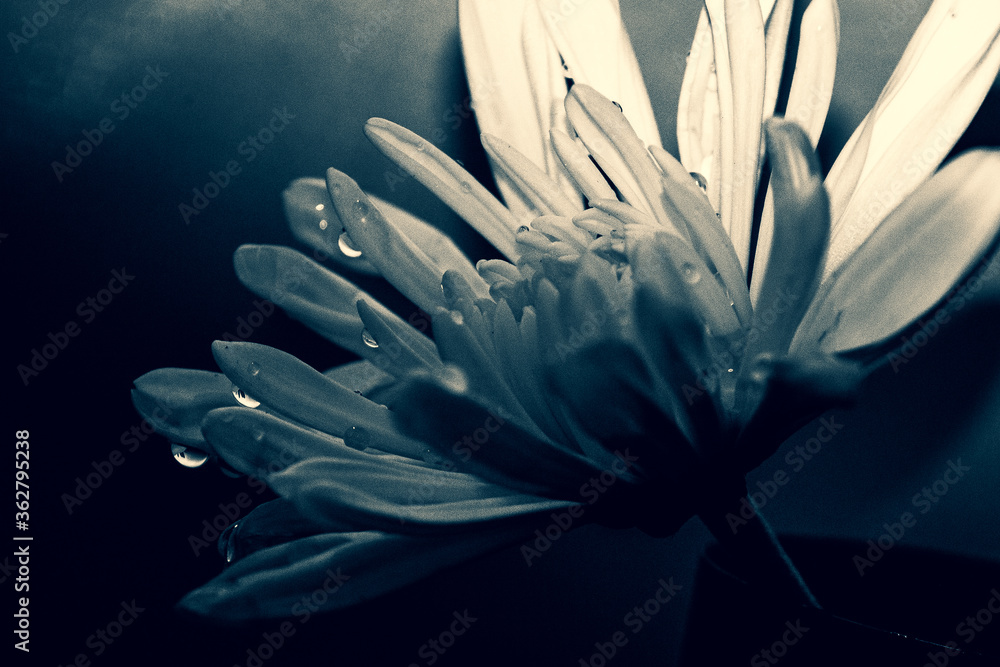 Fototapeta premium blooms