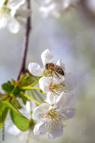 A bee on the spring flower cherry