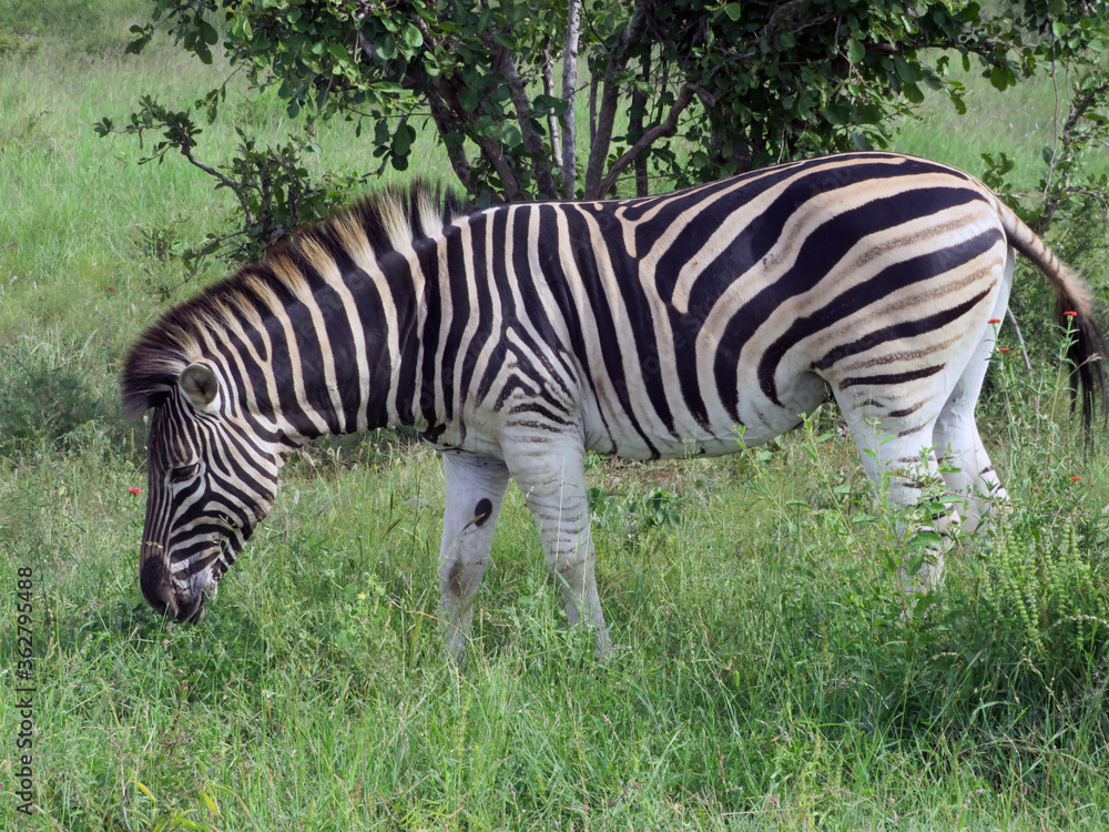 Obraz premium zebra eating grass