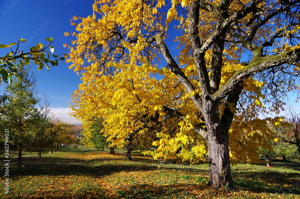 Baum mit leuchtendem Herbstlaub in goldgelb unter stahlblauem Himmel