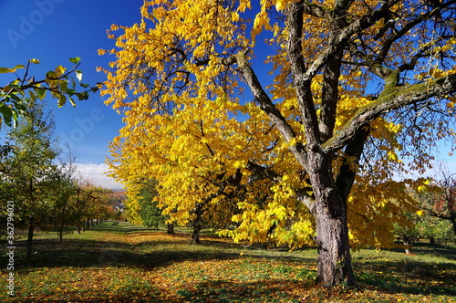 Baum mit leuchtendem Herbstlaub in goldgelb unter stahlblauem Himmel