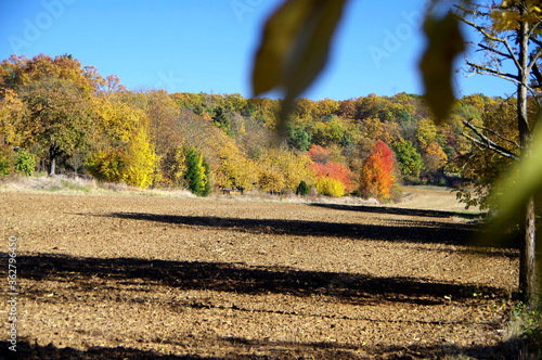 Wald in phantastischen Herbstfarben in voller Sonne mit Acker im Vordergrund unter blauem Himmel photo