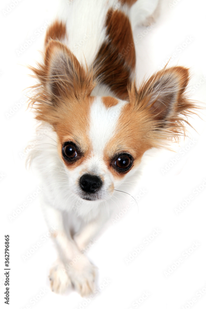 portrait of small smart chihuahua portrait of small smart chihuahua