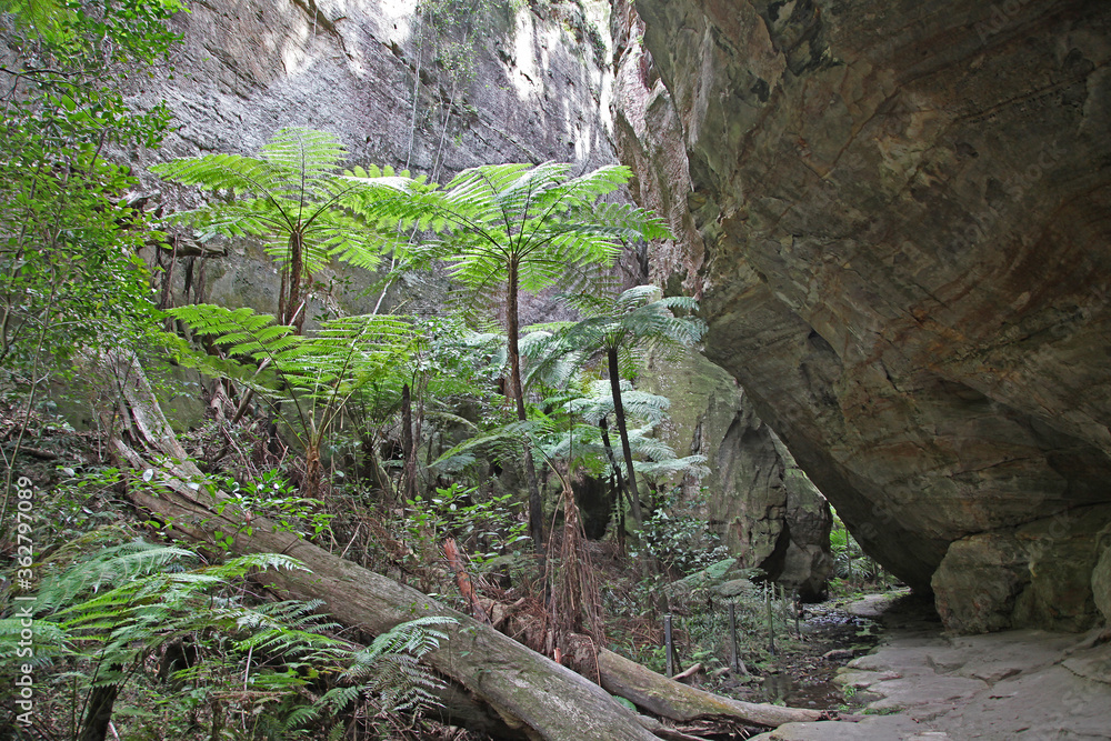 Fototapeta premium Carnarvon Gorge, Queensland, Australia. Featuring trees, creeks, rocks and walking trails