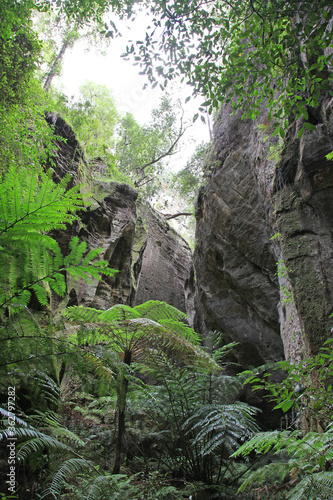 Carnarvon Gorge, Queensland, Australia.  Featuring trees, creeks, rocks and walking trails © jacquimartin