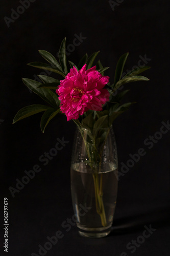 Blooming peony on a black background