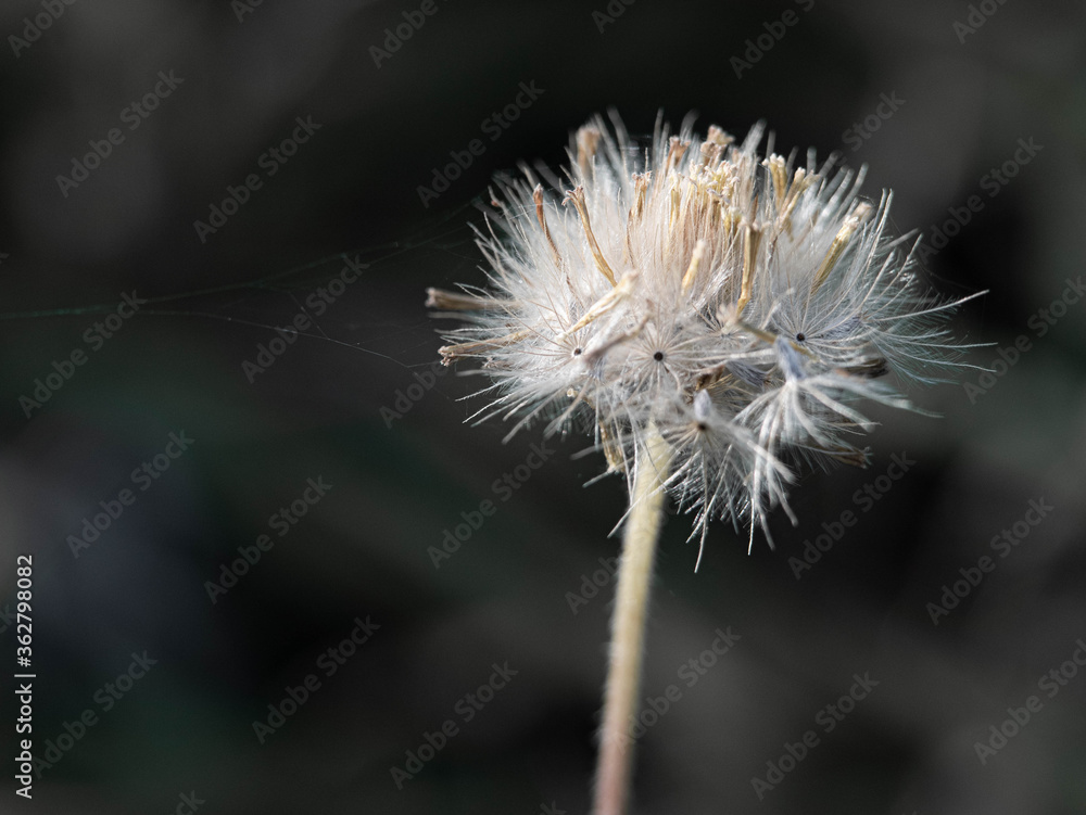 Close-up of dandelion blowing in the wind on nature background.