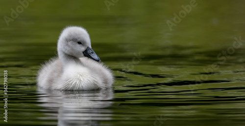 Fotografia Mute Swan Cygnet