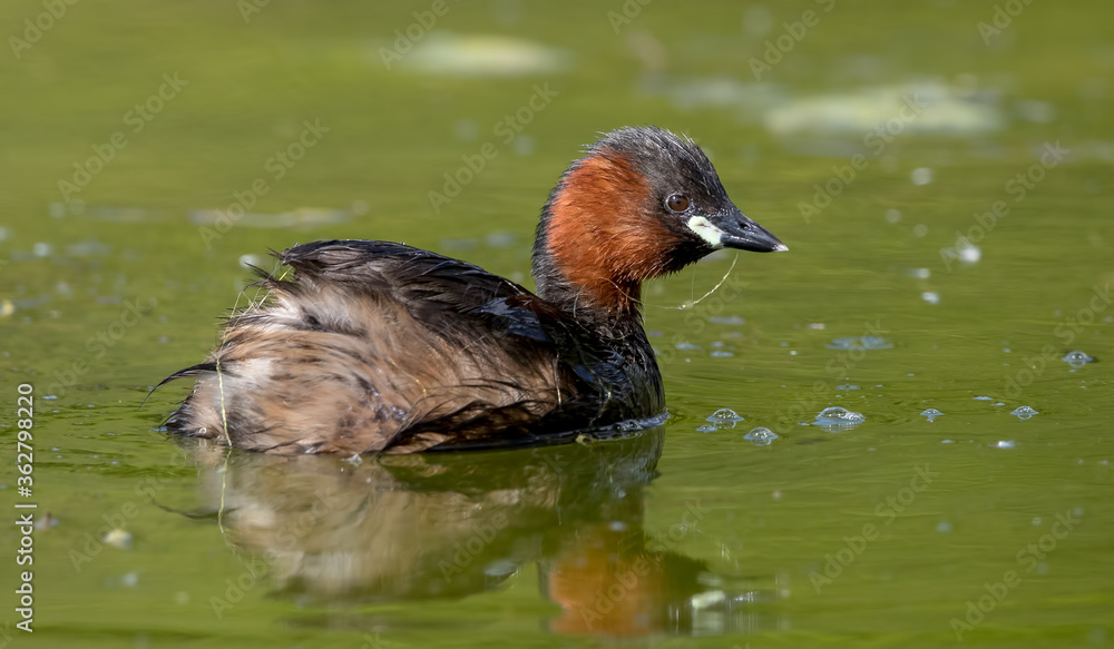 Little Grebe Fishing
Little Grebe Fishing
