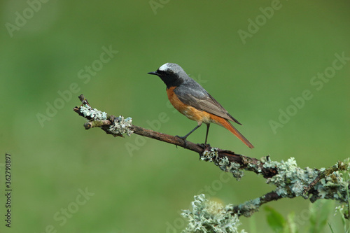 Common redstart male with the last lights of the evening