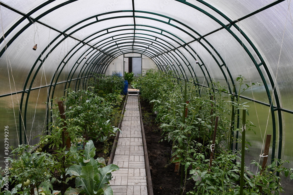 Beds with tomatoes and other plants in the greenhouse. The track is lined with tiles. A semicircular greenhouse with metal supports is covered with polycarbonate. Beds with tomatoes and other plants in the greenhouse. The track is lined with tiles. A semicircular greenhouse with metal supports is covered with polycarbonate.