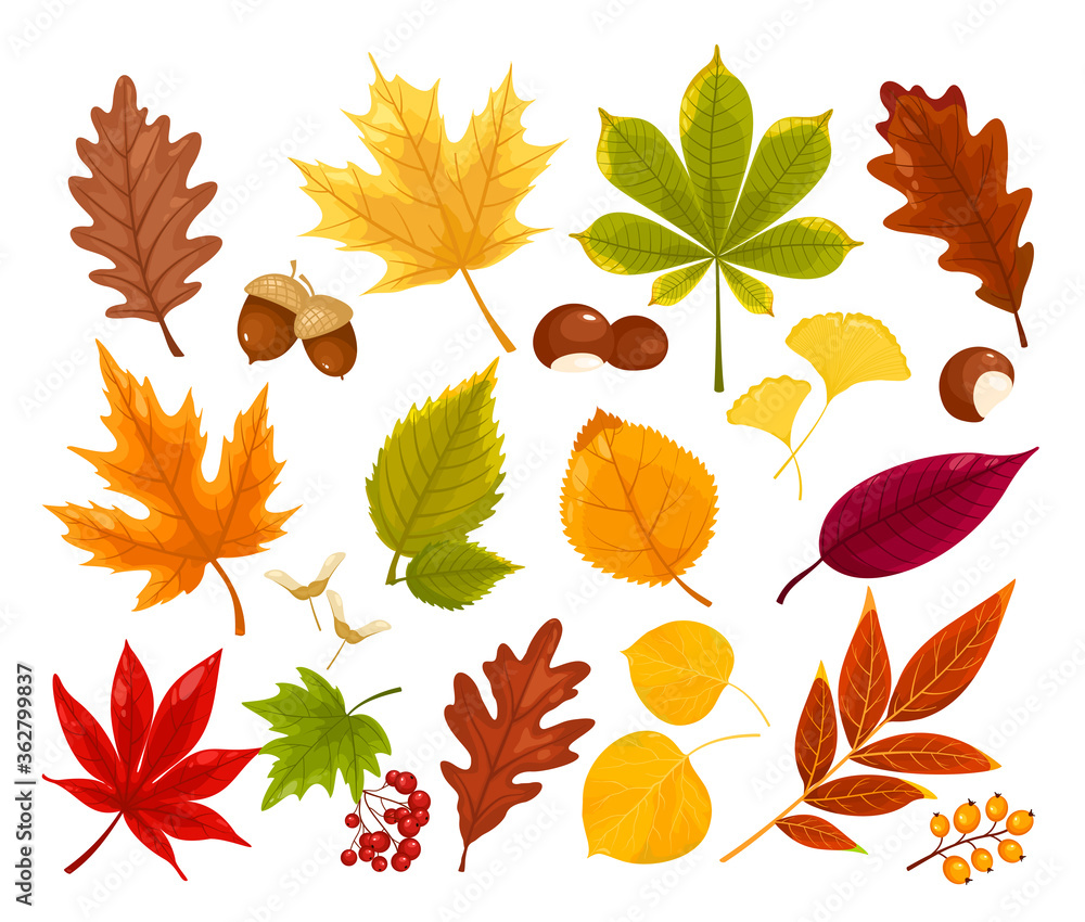Fototapeta premium Vector set of colorful autumn fall leaves and berries. Forest design elements with oak, maple, ginko, ash, linden, chestnut, poplar, acorn, sea buckthorn.