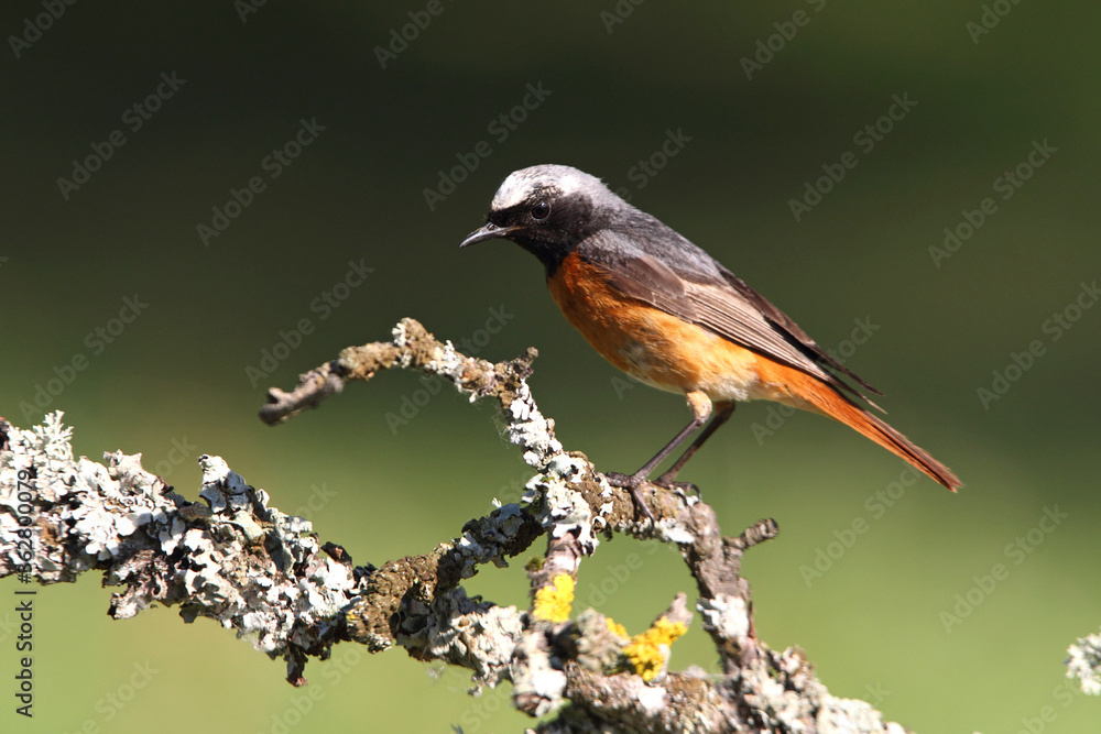 Fototapeta premium Common redstart with summer plumage, Phoenicurus phoenicurus