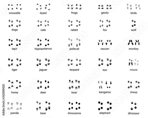 Set of footprints of wild animals on a white background