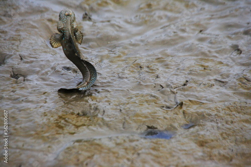 Mudskipper is jumping for display. © 01