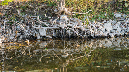  the tree roots in the water