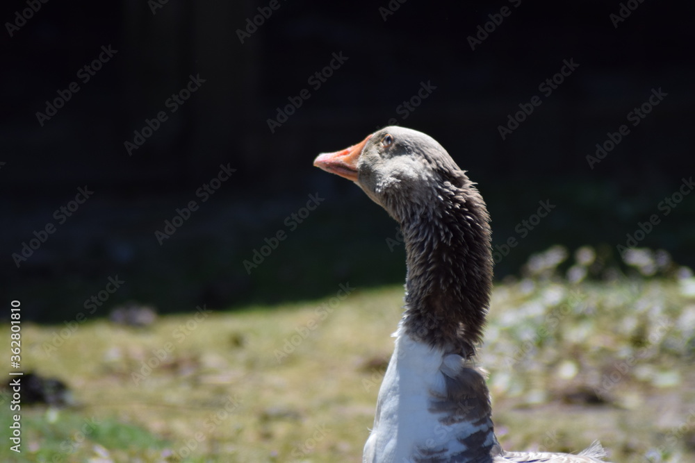 goose on the farm outside in the summer time alone with the plants and nature goose on the farm outside in the summer time alone with the plants and nature