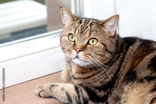 british cat lies on the windowsill. Breed British mackerel with yellow eyes and a bushy mustache. Close up.