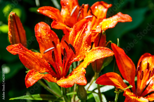 Beautiful orange lily on flowerbed in the garden