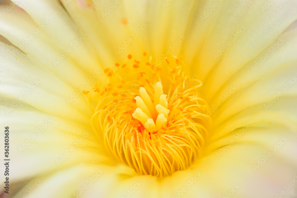 Closeup and Selective Focus Cactus flower,The color and beauty of pollen. Closeup and Selective Focus Cactus flower,The color and beauty of pollen.
