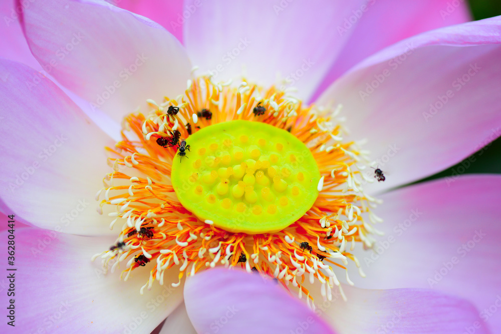 Closeup and Selective Focus Pollen of Lotus flower,The color and beauty of pollen. Closeup and Selective Focus Pollen of Lotus flower,The color and beauty of pollen.