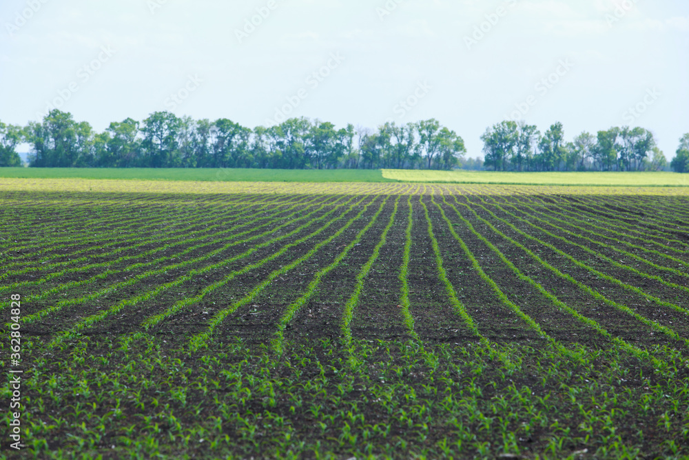Field sown with corn