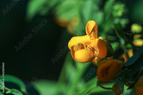 Gelb blühende Kassie Cassia Pflanze photo