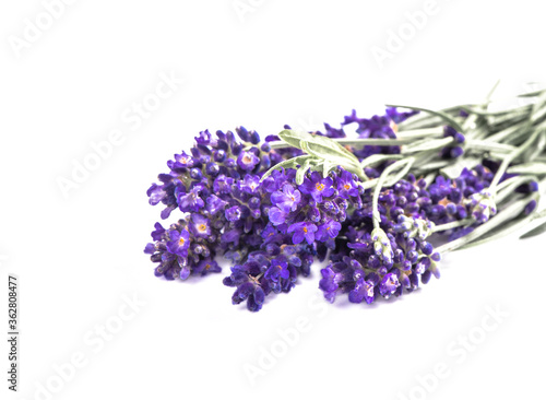 Lavender flower bouquet white background