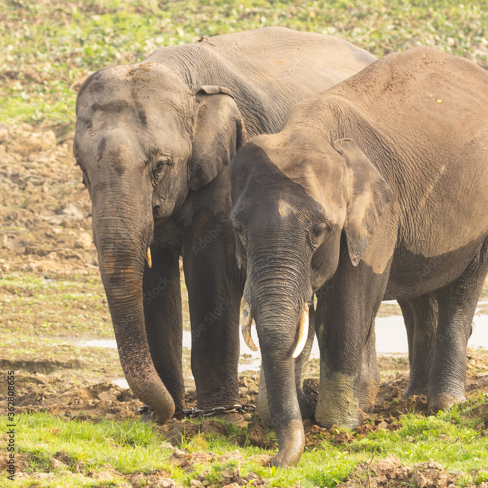 Two young elephants with tusks standing together in Assam India
