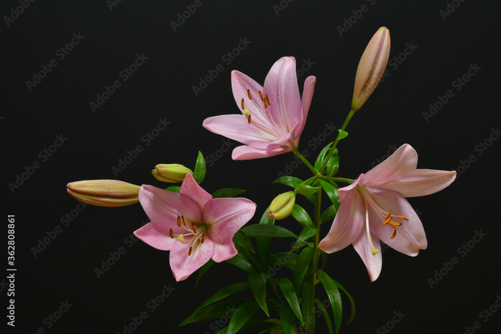 Fototapeta premium Pink lilies on a black background