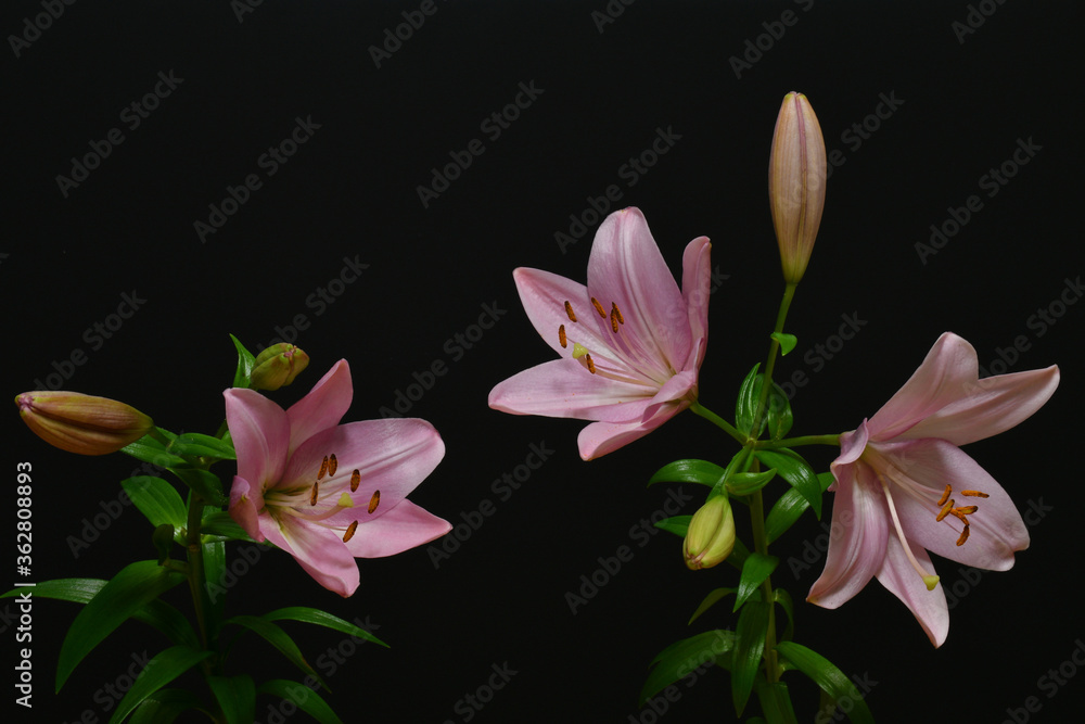 Naklejka premium Pink lilies on a black background