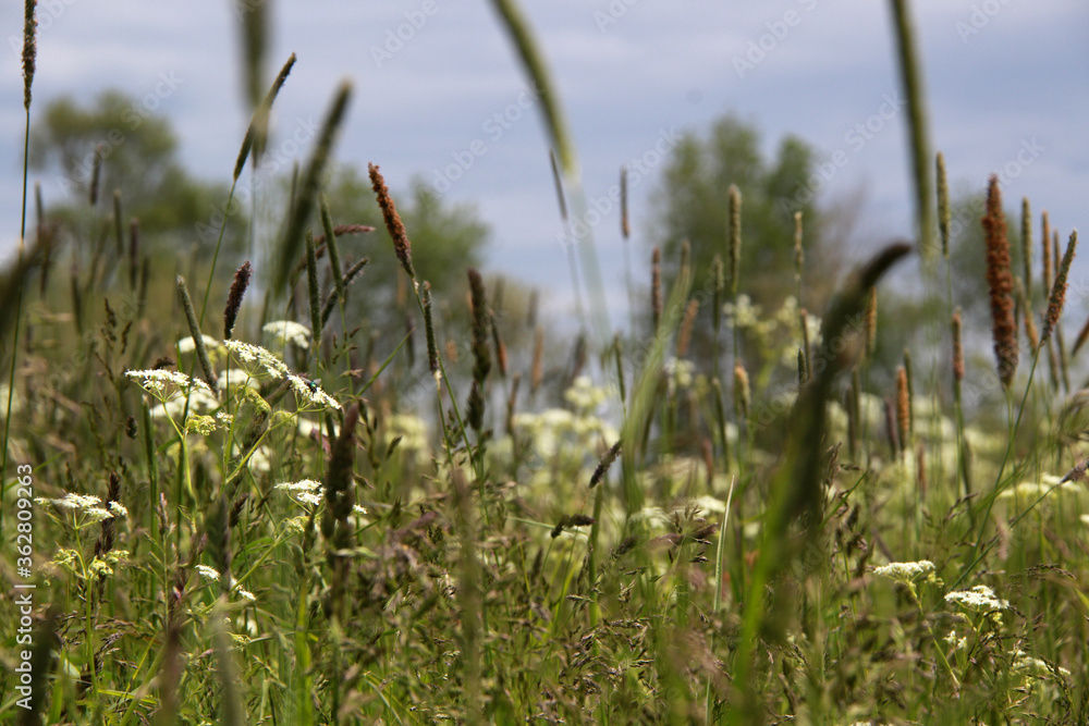 Fototapeta premium meadow with white wild flowers
