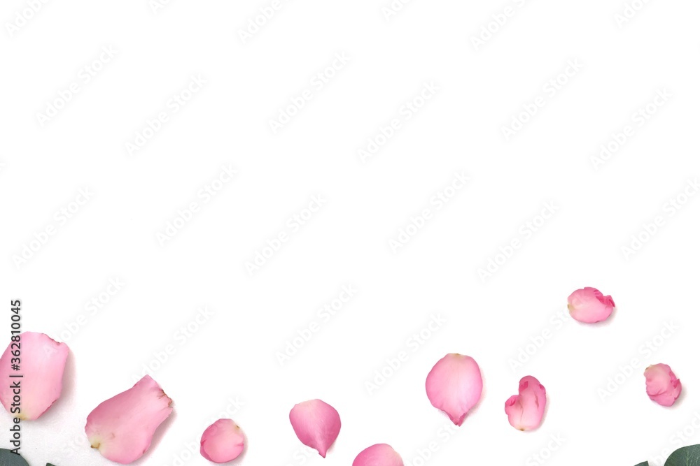 Blurred a group of sweet pink rose corollas with a piece of green leaf on white isolated with copy space and softy style 