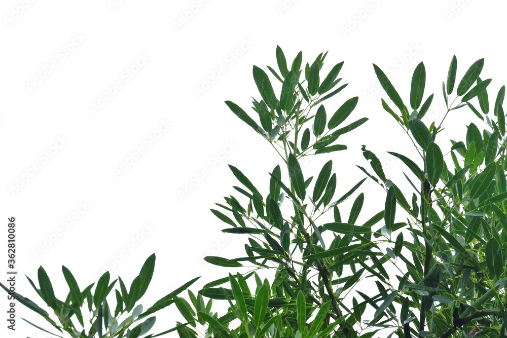 Fototapeta premium Tropical tree leaves with branches on white isolated background for green foliage backdrop and copy space