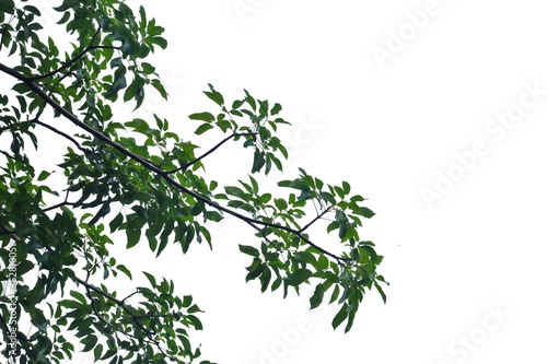 Tropical tree leaves with branches on white isolated background for green foliage backdrop and copy space