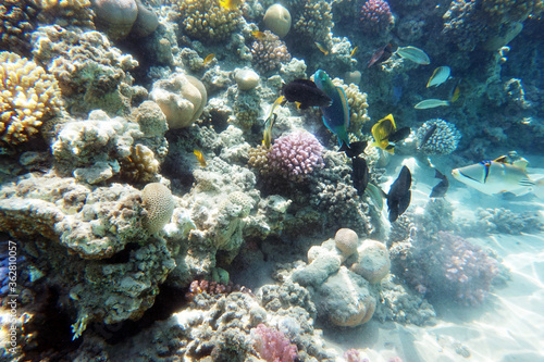 coral reef in Egypt  Makadi Bay