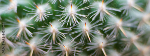 Macro photography of a dendritic cactus  Cereus . Natural background. Flluffy needles.