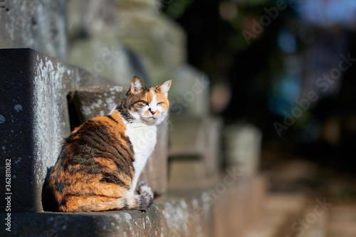 石の上で振り向いている猫