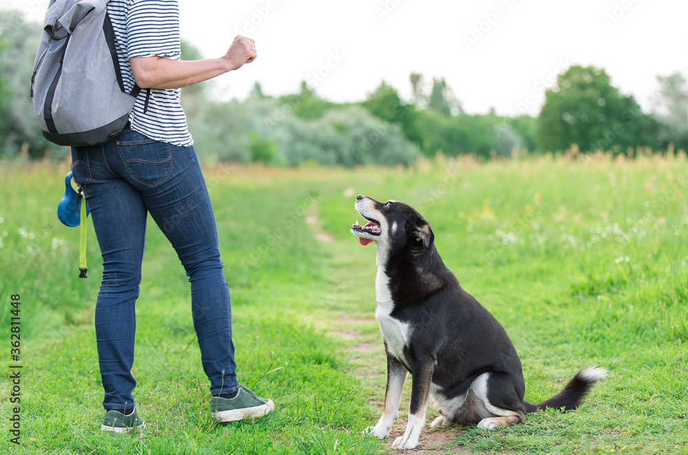 Mixed dog look his owner in dog training in the field Mixed dog look his owner in dog training in the field