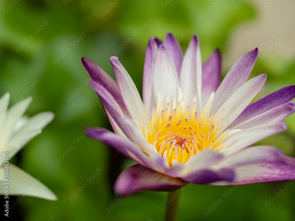 White purple lotus with shallow depth of field White purple lotus with shallow depth of field