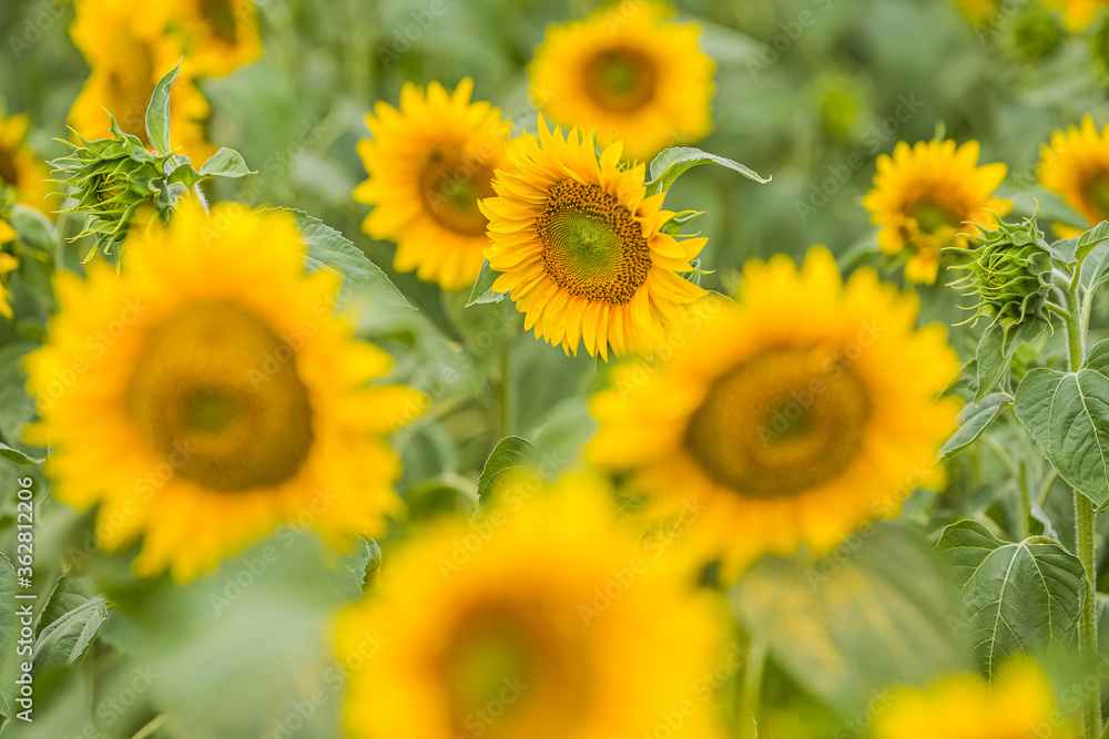 Detail view of a sunflower plant in a big field of sunflower