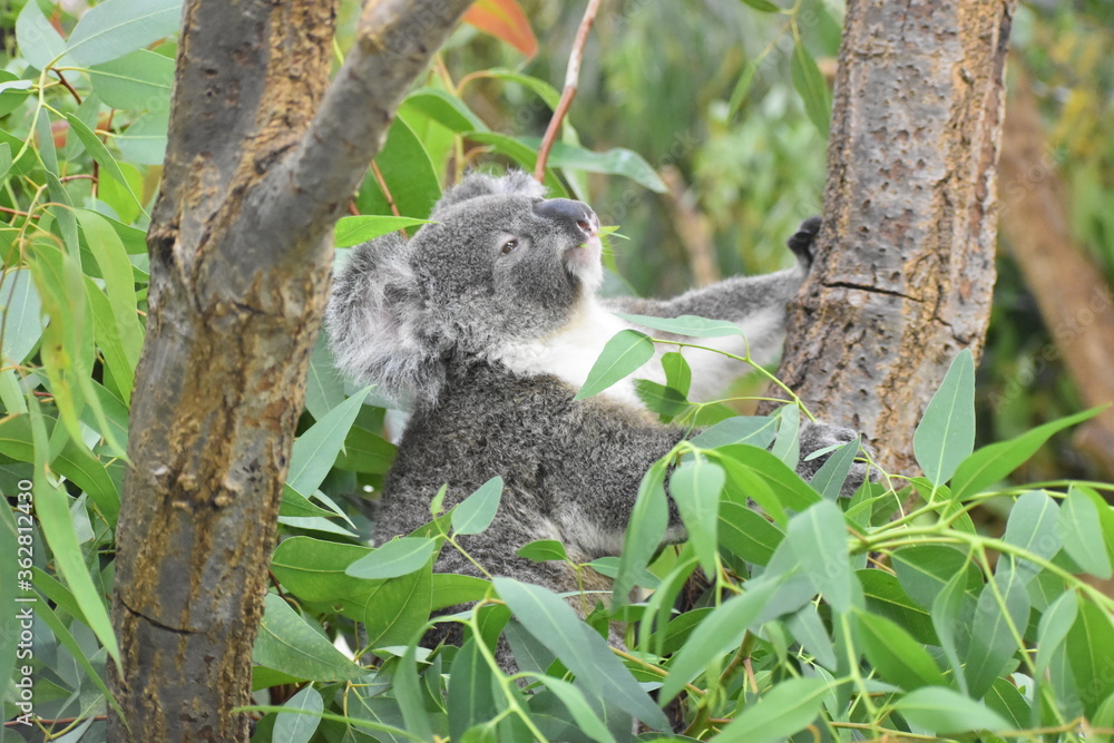 Fototapeta premium コアラ