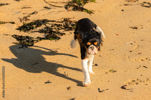 A dog cavalier king charles, a cute puppy running on the beach 