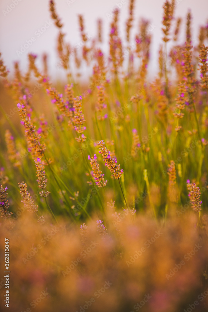 Summer sunrise over a lavander field - amazing colors and details Summer sunrise over a lavander field - amazing colors and details