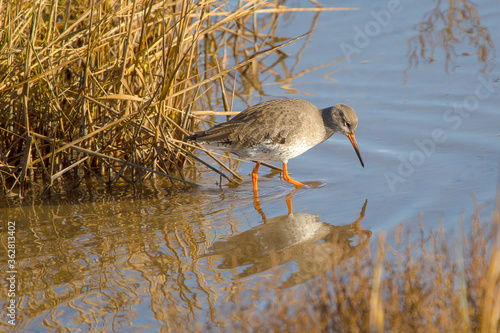 Redshank 
