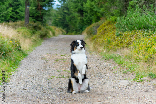 Portrait of Australian Shepherd dog in park. Happy adorable Aussie dog sitting on forest trail. Beautiful adult purebred Dog outdoors in nature.