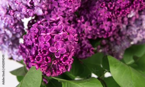 Close up of spring lilac violet flowers. Spring blossom.